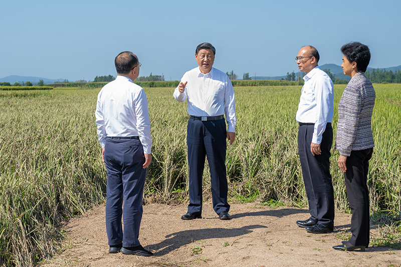 9月6日至8日，中共中央总书记、国度主席、中央军委主席习近平在黑龙江调查。这是7日上午，习近平在遭逢洪涝灾害的哈尔滨尚志市老街基乡龙王庙村，观察水稻受灾情况。